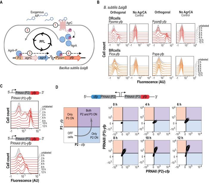https://cdn.ncbi.nlm.nih.gov/pmc/blobs/f5a9/5595439/be029a7c7b67/elife-28023-fig2.jpg