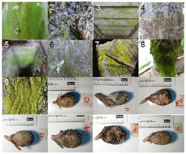 https://cdn.ncbi.nlm.nih.gov/pmc/blobs/f5b2/8147784/3a585928f825/pathogens-10-00555-g001.jpg