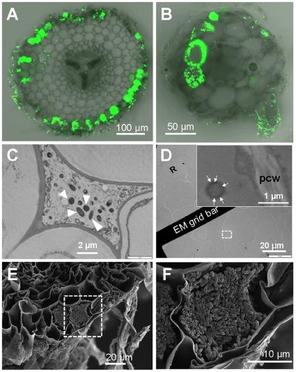 https://cdn.ncbi.nlm.nih.gov/pmc/blobs/f5b3/2912860/6fe98696e00c/pone.0011915.g002.jpg