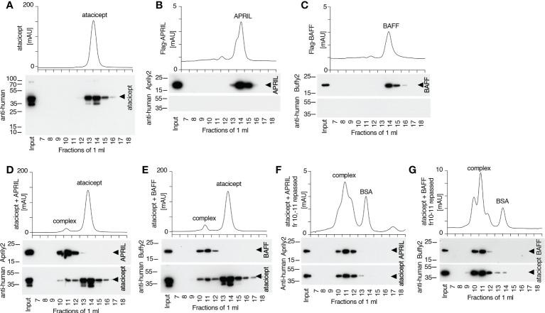 https://cdn.ncbi.nlm.nih.gov/pmc/blobs/f5b6/9756848/3ecb05b7fb41/fimmu-13-1035556-g009.jpg