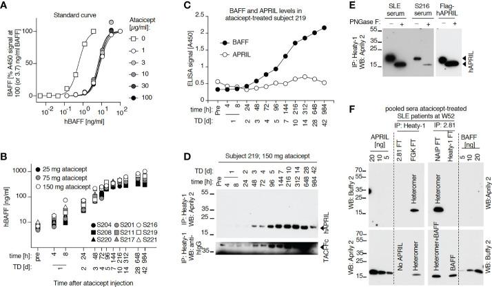 https://cdn.ncbi.nlm.nih.gov/pmc/blobs/f5b6/9756848/41db352ddd54/fimmu-13-1035556-g005.jpg