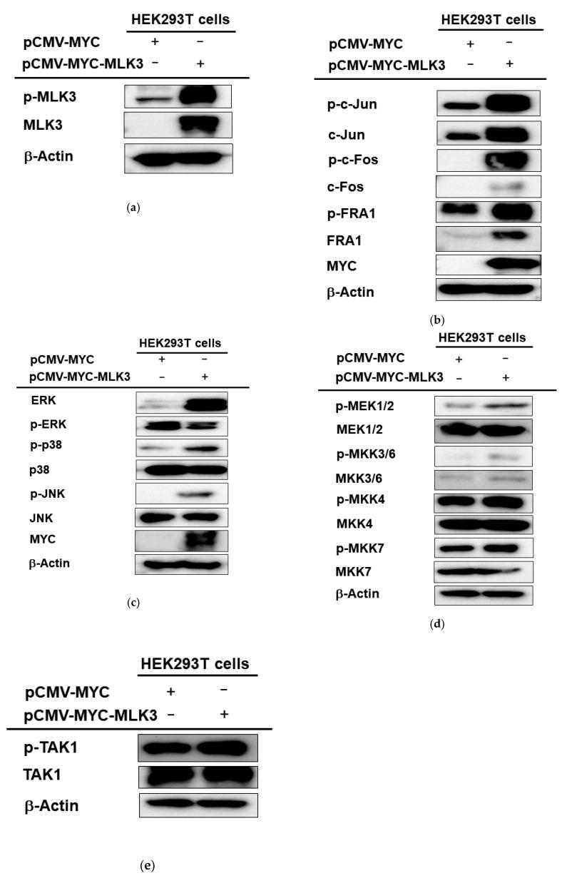 https://cdn.ncbi.nlm.nih.gov/pmc/blobs/f5b7/9501218/ca00ebf9fa6d/ijms-23-10874-g002.jpg
