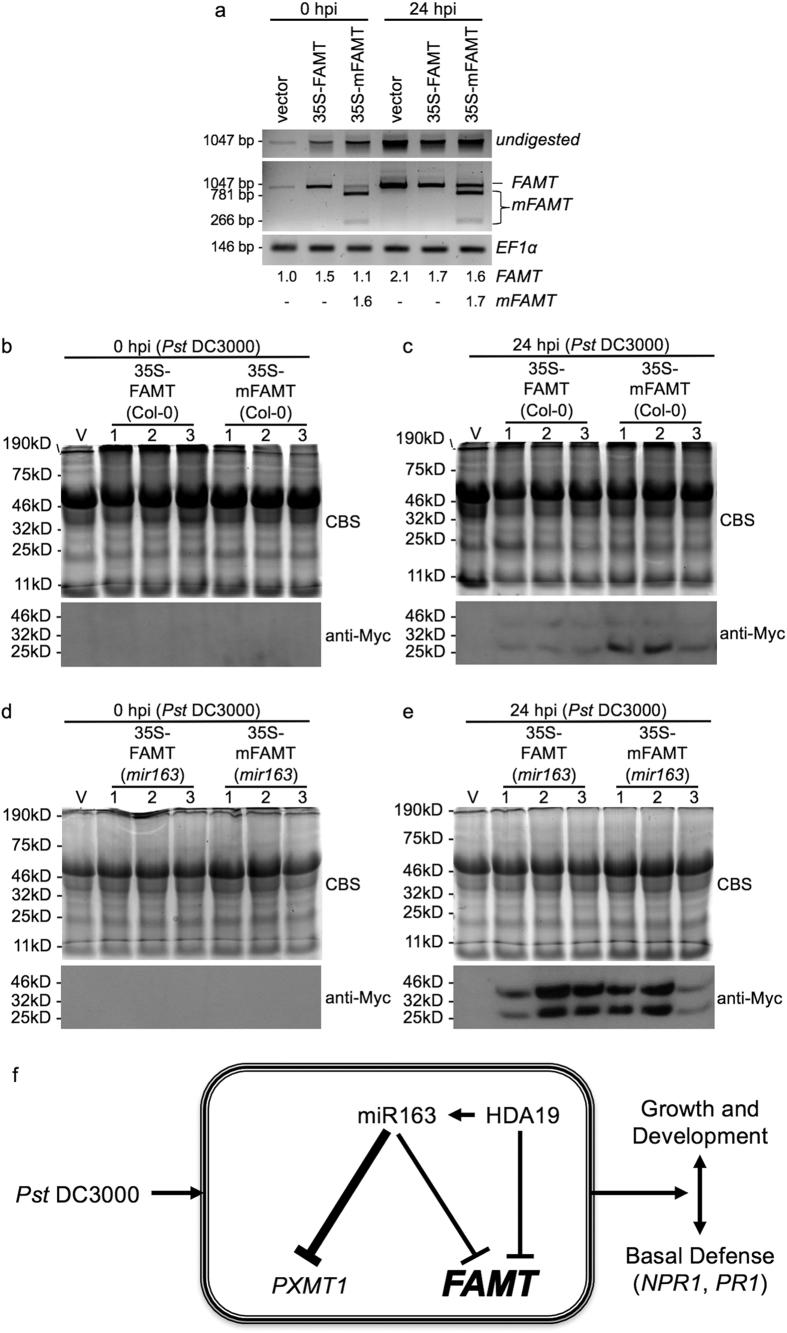 https://cdn.ncbi.nlm.nih.gov/pmc/blobs/f5b8/5388894/d7d30f0bf886/srep46433-f7.jpg