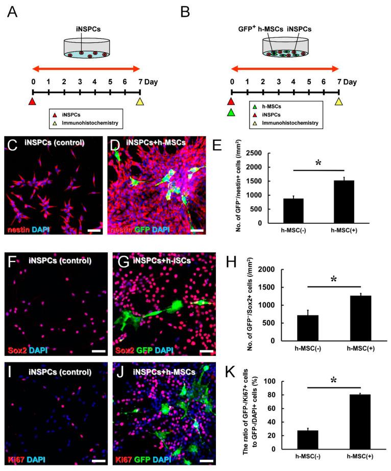 https://cdn.ncbi.nlm.nih.gov/pmc/blobs/f5b9/11171641/59981e020ed6/cells-13-00939-g003.jpg