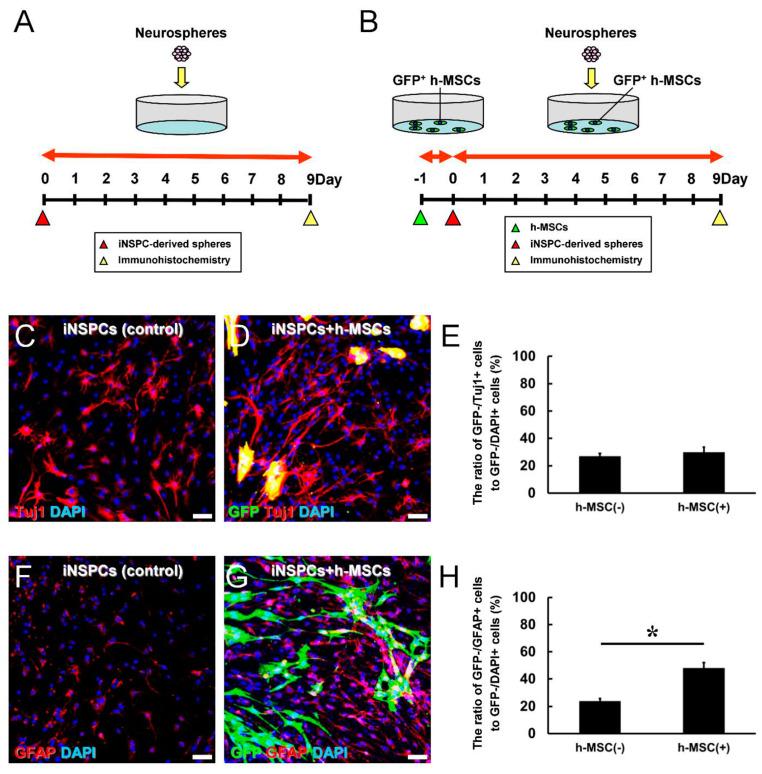 https://cdn.ncbi.nlm.nih.gov/pmc/blobs/f5b9/11171641/e54d232014de/cells-13-00939-g005.jpg