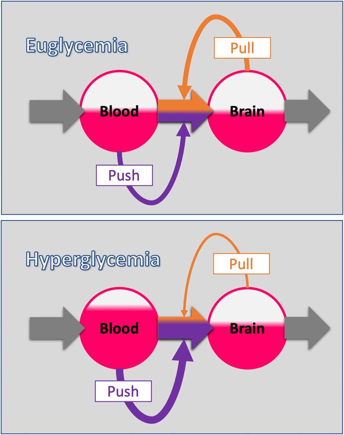 https://cdn.ncbi.nlm.nih.gov/pmc/blobs/f5bb/8600366/046e6c6b040b/fnins-15-740502-g0002.jpg