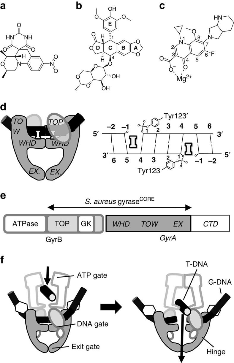 https://cdn.ncbi.nlm.nih.gov/pmc/blobs/f5bc/4686662/7747510376ae/ncomms10048-f1.jpg