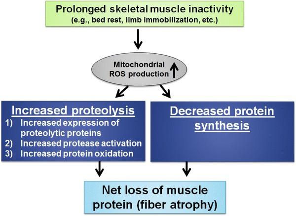https://cdn.ncbi.nlm.nih.gov/pmc/blobs/f5bd/4213375/5233282bdc2e/40279_2014_255_Fig3_HTML.jpg