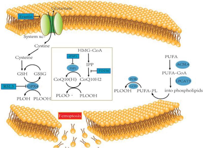 https://cdn.ncbi.nlm.nih.gov/pmc/blobs/f5c1/10939684/72658008276b/medi-103-e37421-g001.jpg