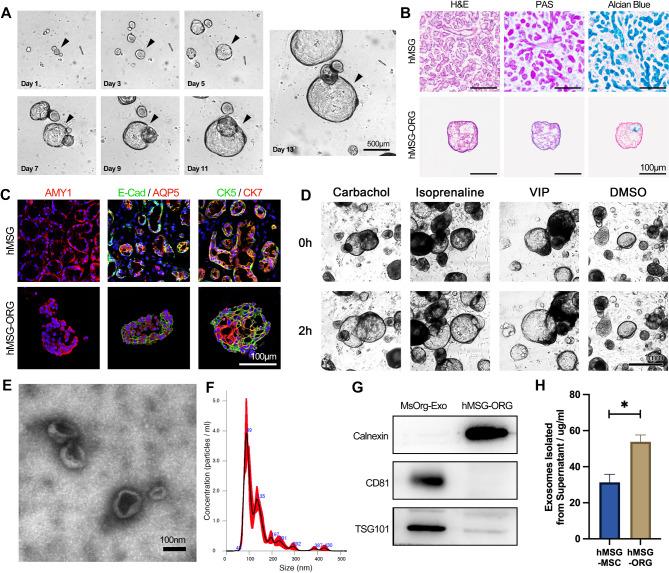 https://cdn.ncbi.nlm.nih.gov/pmc/blobs/f5c2/11378544/6adc3eaadaf9/12951_2024_2811_Fig1_HTML.jpg