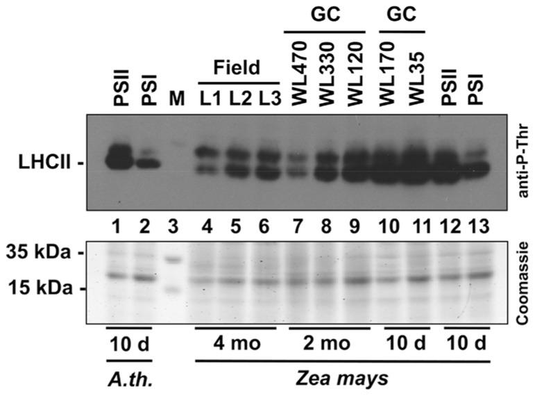 https://cdn.ncbi.nlm.nih.gov/pmc/blobs/f5c2/3770919/236d7e8bfac4/fpls-04-00334-g007.jpg