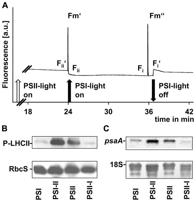 https://cdn.ncbi.nlm.nih.gov/pmc/blobs/f5c2/3770919/341b6d49a6ce/fpls-04-00334-g005.jpg