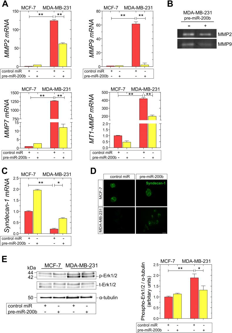 https://cdn.ncbi.nlm.nih.gov/pmc/blobs/f5cb/7852204/477a01c14bcb/gr5.jpg
