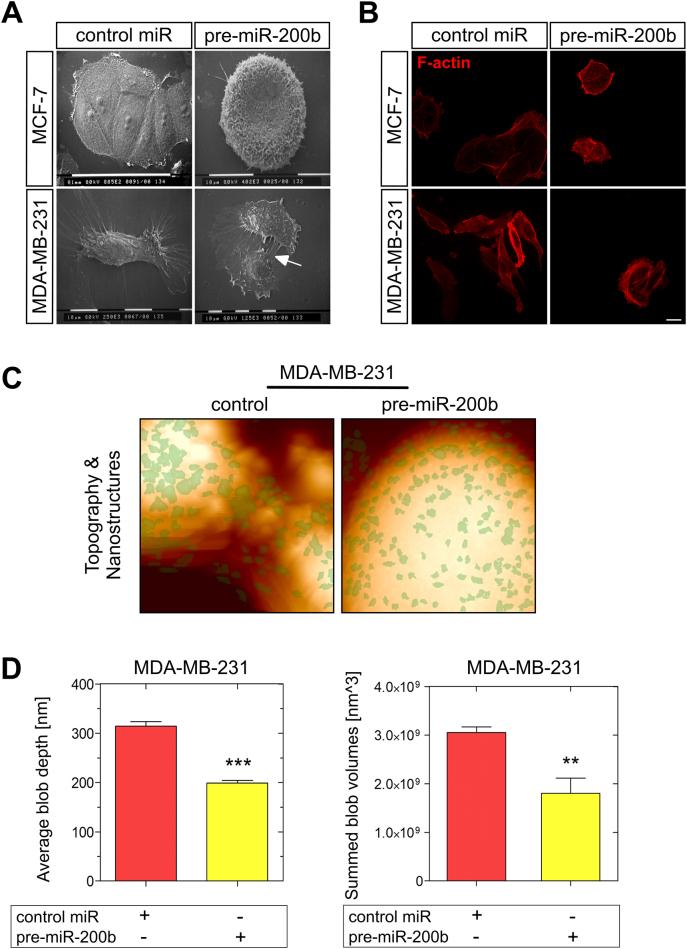 https://cdn.ncbi.nlm.nih.gov/pmc/blobs/f5cb/7852204/8f1edb598b58/gr3.jpg