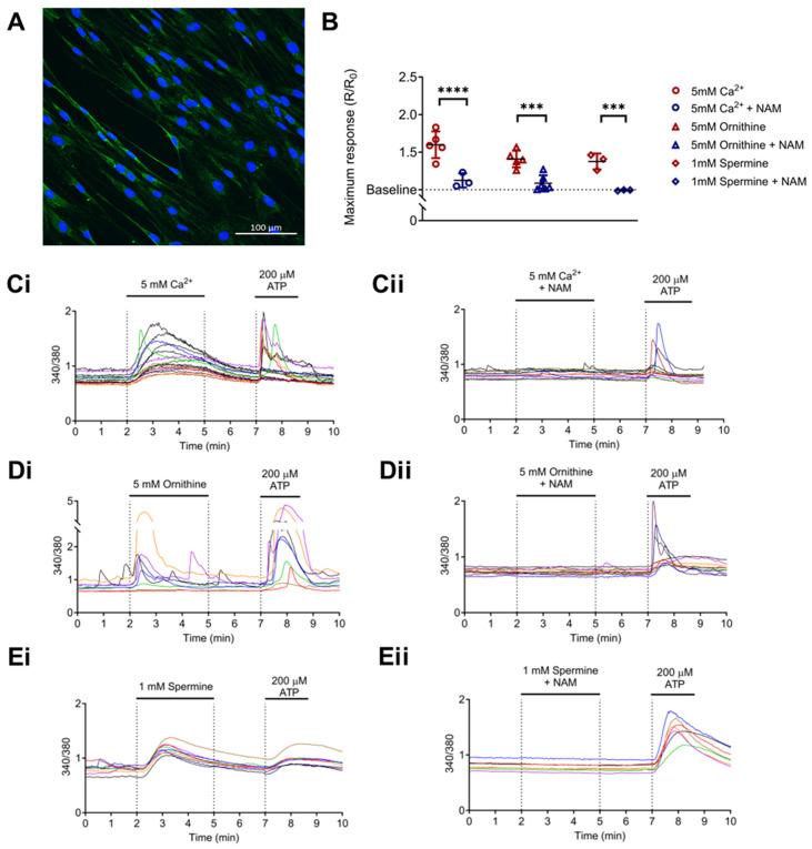 https://cdn.ncbi.nlm.nih.gov/pmc/blobs/f5d0/12025166/a508c097716b/biomolecules-15-00509-g002.jpg
