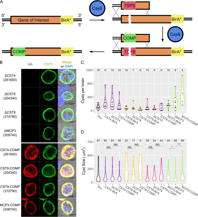 https://cdn.ncbi.nlm.nih.gov/pmc/blobs/f5d0/7002340/b31636de1a95/mBio.02699-19-f0004.jpg