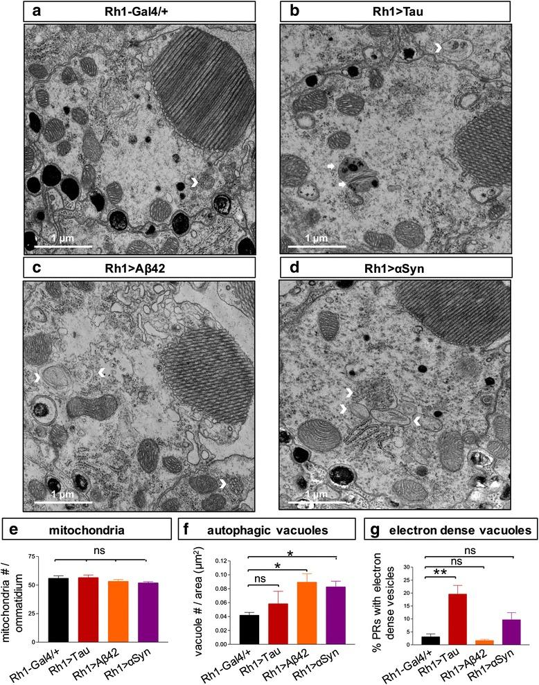 https://cdn.ncbi.nlm.nih.gov/pmc/blobs/f5d2/4918017/30f9bc154c75/40478_2016_333_Fig5_HTML.jpg