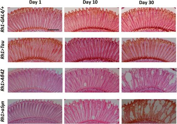 https://cdn.ncbi.nlm.nih.gov/pmc/blobs/f5d2/4918017/565bc1803e78/40478_2016_333_Fig2_HTML.jpg