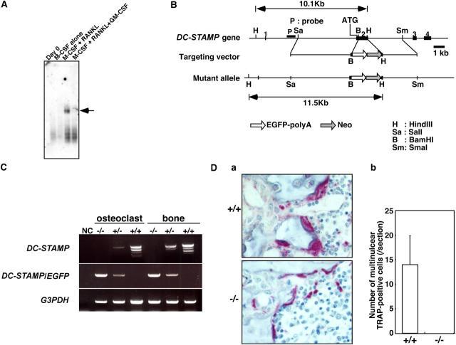 https://cdn.ncbi.nlm.nih.gov/pmc/blobs/f5d3/2213087/f20a04c501aa/20050645f1.jpg