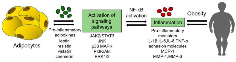 https://cdn.ncbi.nlm.nih.gov/pmc/blobs/f5d3/9740598/10d55d2ef1da/ijms-23-14982-g001.jpg