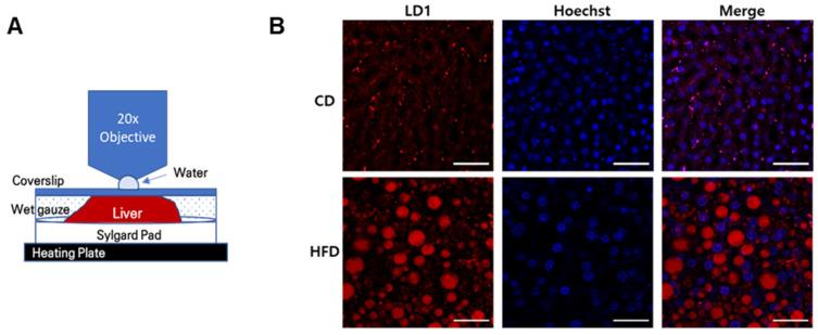 https://cdn.ncbi.nlm.nih.gov/pmc/blobs/f5d6/9456374/fdf81582d510/ijms-23-09978-g001a.jpg