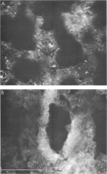 https://cdn.ncbi.nlm.nih.gov/pmc/blobs/f5d7/249606/3d27bea874a2/jbacter00391-0374-a.jpg