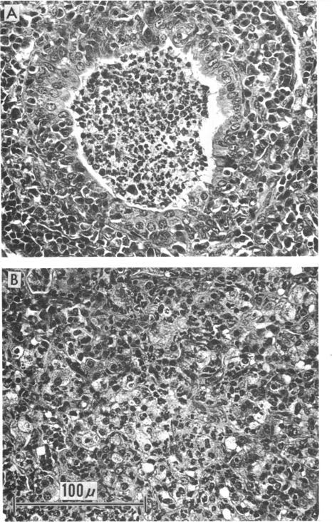 https://cdn.ncbi.nlm.nih.gov/pmc/blobs/f5d7/249606/428005c5ceef/jbacter00391-0370-a.jpg