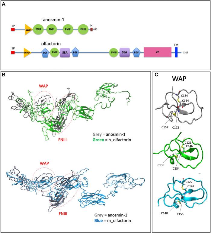 https://cdn.ncbi.nlm.nih.gov/pmc/blobs/f5d7/8874799/bb2b6cb0b64f/fcell-10-836179-g001.jpg