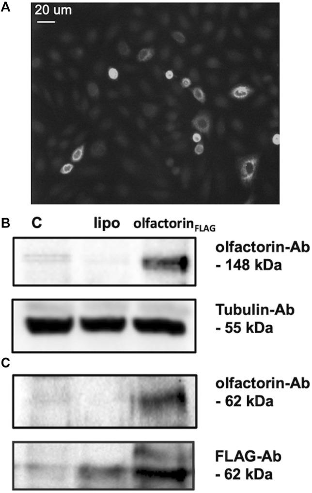 https://cdn.ncbi.nlm.nih.gov/pmc/blobs/f5d7/8874799/d2d2d35794aa/fcell-10-836179-g002.jpg