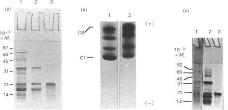 https://cdn.ncbi.nlm.nih.gov/pmc/blobs/f5d9/1131397/85586f30babc/biochemj00183-0108-a.jpg