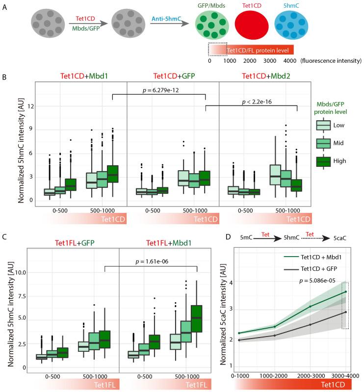 https://cdn.ncbi.nlm.nih.gov/pmc/blobs/f5d9/5499542/722f343ad03b/gkx281fig1.jpg
