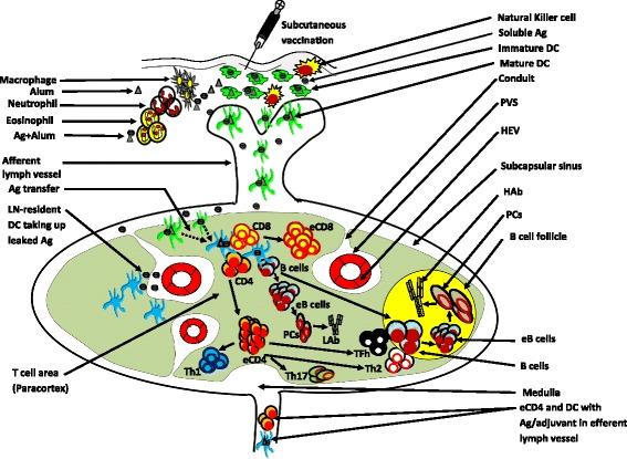 https://cdn.ncbi.nlm.nih.gov/pmc/blobs/f5da/4406982/cc109ed08b56/40064_2015_972_Fig1_HTML.jpg