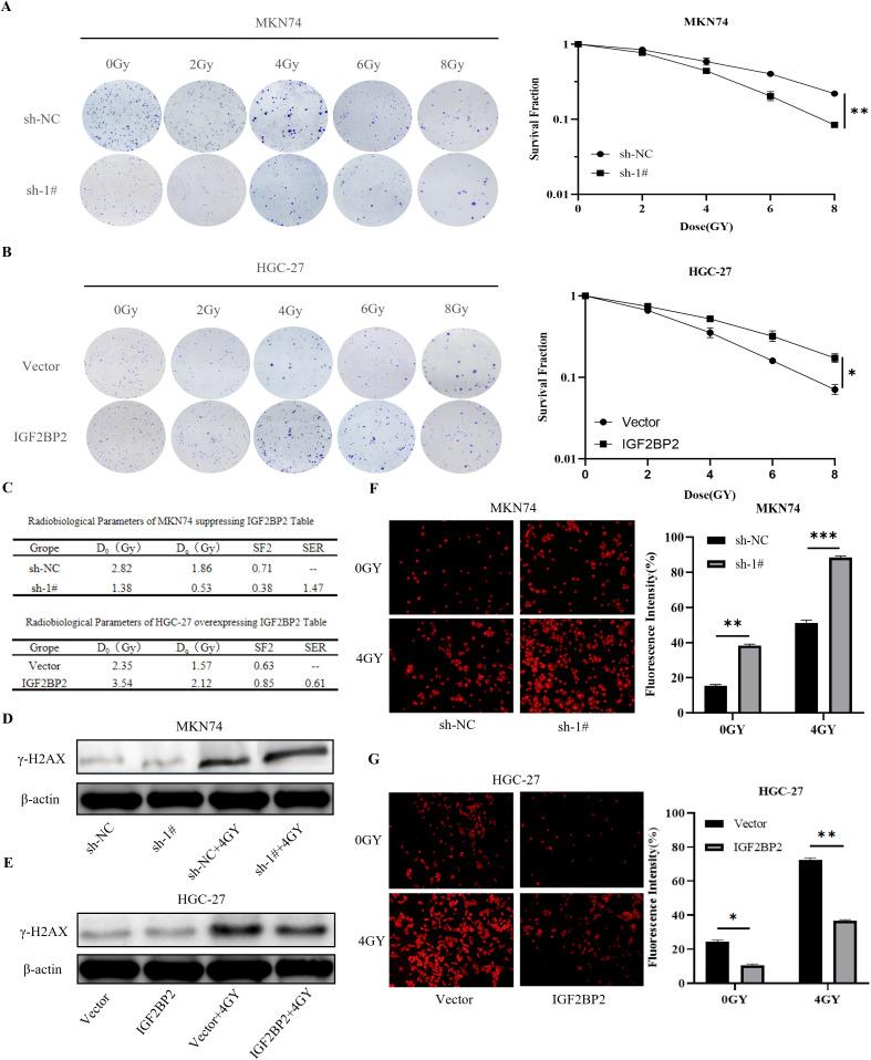 https://cdn.ncbi.nlm.nih.gov/pmc/blobs/f5db/12134386/eef36c8e868c/fonc-15-1512177-g006.jpg