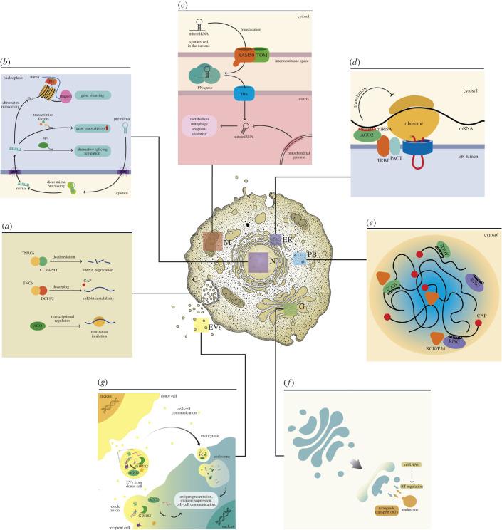 https://cdn.ncbi.nlm.nih.gov/pmc/blobs/f5db/9198802/0058c406ab6a/rsob210395f02.jpg