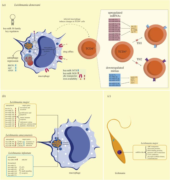 https://cdn.ncbi.nlm.nih.gov/pmc/blobs/f5db/9198802/17b8405aa716/rsob210395f04.jpg
