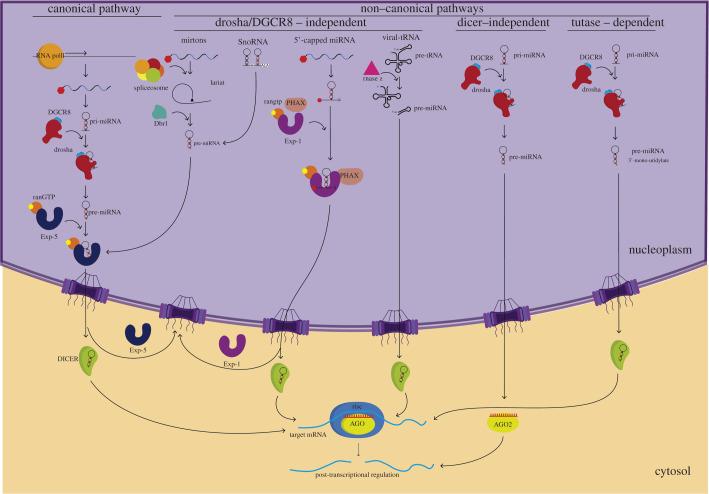 https://cdn.ncbi.nlm.nih.gov/pmc/blobs/f5db/9198802/1fba929cb782/rsob210395f01.jpg