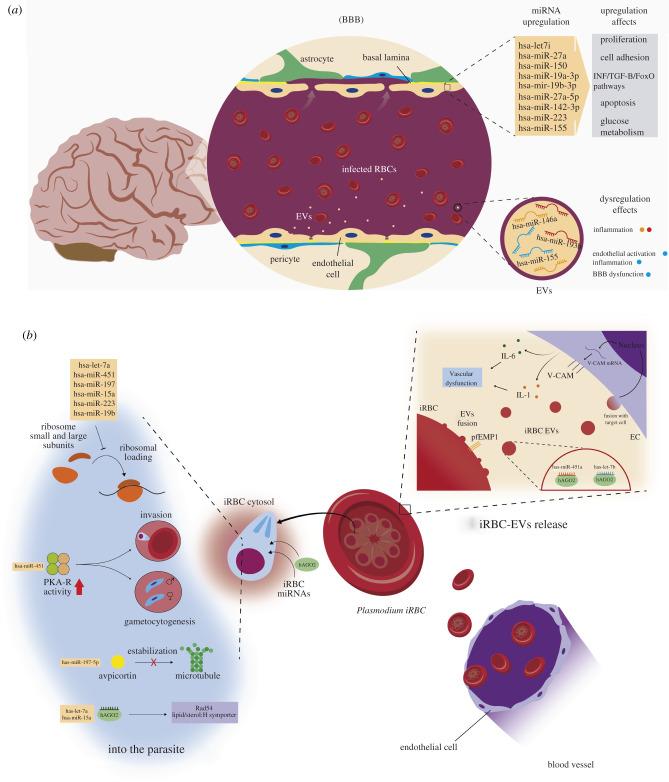 https://cdn.ncbi.nlm.nih.gov/pmc/blobs/f5db/9198802/609434a6926f/rsob210395f05a.jpg