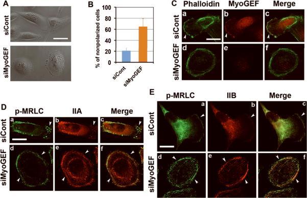 https://cdn.ncbi.nlm.nih.gov/pmc/blobs/f5df/2692373/6b8e0df5ecf4/nihms-106237-f0006.jpg