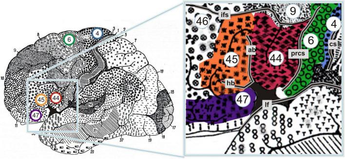 https://cdn.ncbi.nlm.nih.gov/pmc/blobs/f5df/9537576/e5268853bd2b/fnhum-16-923022-g001.jpg