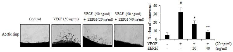https://cdn.ncbi.nlm.nih.gov/pmc/blobs/f5e0/9421223/29f29489a8ff/10.1177_15347354221114337-fig9.jpg