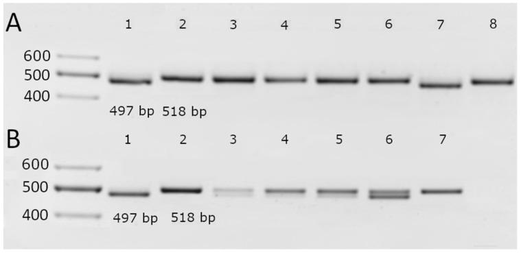 https://cdn.ncbi.nlm.nih.gov/pmc/blobs/f5e2/12028139/828bdec9f96a/ijms-26-03803-g003.jpg