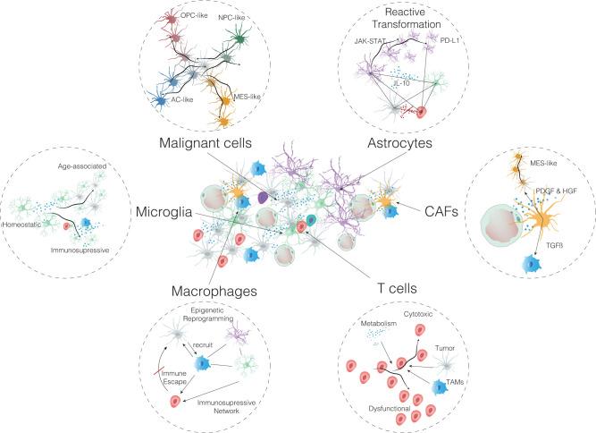 https://cdn.ncbi.nlm.nih.gov/pmc/blobs/f5e6/11139343/8a62b0b870a7/pbio.3002640.g001.jpg