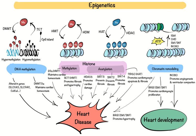 https://cdn.ncbi.nlm.nih.gov/pmc/blobs/f5e8/12109272/1fc5b330ee72/biomedicines-13-01170-g001.jpg