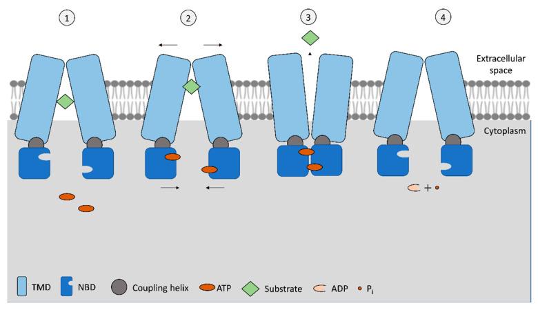 https://cdn.ncbi.nlm.nih.gov/pmc/blobs/f5ea/10123636/1937ddc65ebd/jox-13-00014-g001.jpg