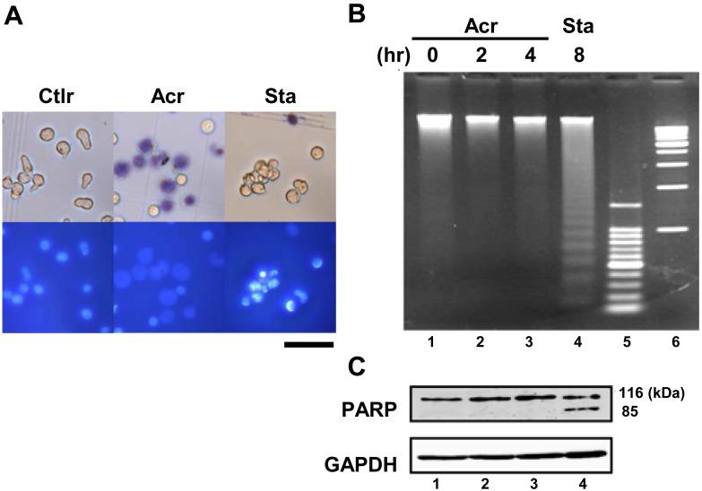https://cdn.ncbi.nlm.nih.gov/pmc/blobs/f5ef/6115267/b9cc3f6fa881/jvms-80-1301-g001.jpg