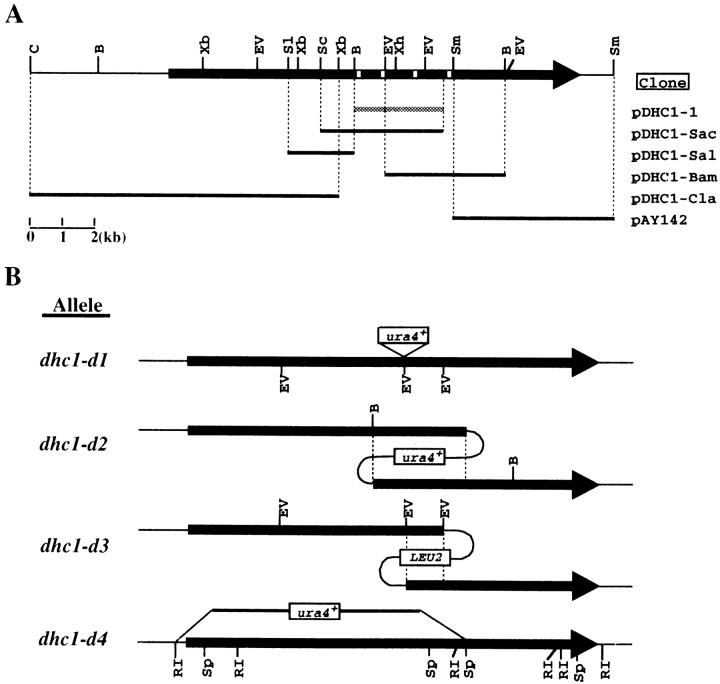 https://cdn.ncbi.nlm.nih.gov/pmc/blobs/f5f1/2133150/09846f06e031/JCB9808042.f1.jpg