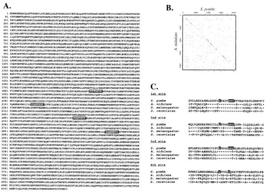 https://cdn.ncbi.nlm.nih.gov/pmc/blobs/f5f1/2133150/0b7de5ba927b/JCB9808042.f2.jpg