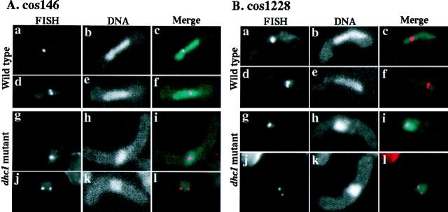 https://cdn.ncbi.nlm.nih.gov/pmc/blobs/f5f1/2133150/467195cca85c/JCB9808042.f11.jpg
