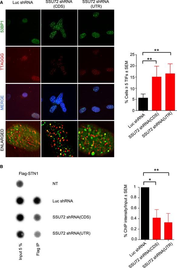 https://cdn.ncbi.nlm.nih.gov/pmc/blobs/f5f2/6443209/7e5185ea564d/EMBJ-38-e100476-g011.jpg