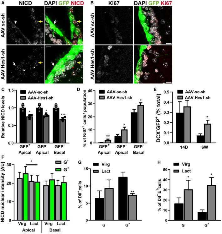 https://cdn.ncbi.nlm.nih.gov/pmc/blobs/f5f2/9442324/5fc14d42e1fe/EMBR-23-e54078-g003.jpg